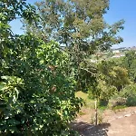 Casa De Andraes - Glicineas