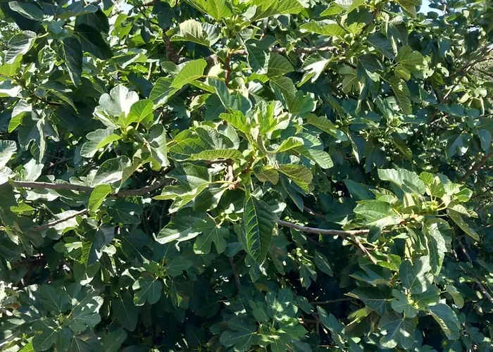 Casa De Andraes - Glicineas